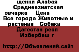 щенки Алабая (Среднеазиатская овчарка) › Цена ­ 15 000 - Все города Животные и растения » Собаки   . Дагестан респ.,Избербаш г.